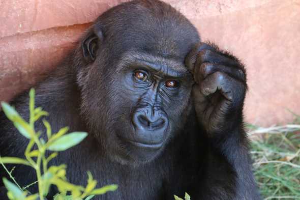 Gorilla thinking