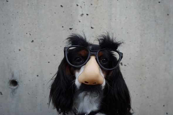 dog wearing glasses