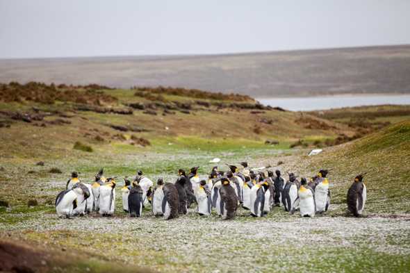 A crowd of penguins in a grassy field